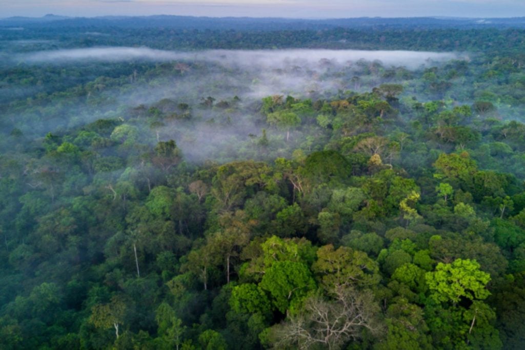 BID e BB acertam financiamento de US$250 mi voltado à bioeconomia na Amazônia Legal