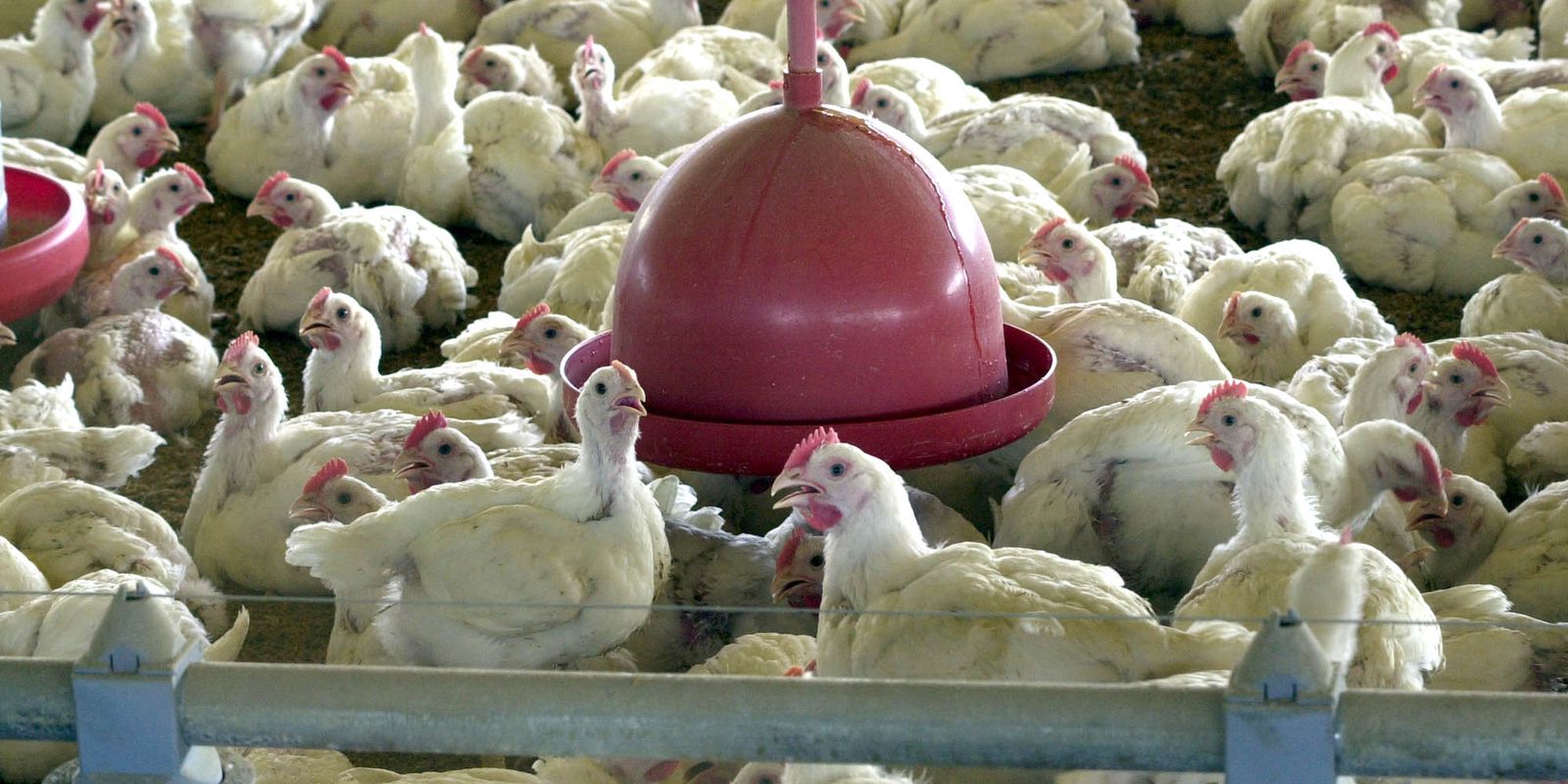 Argélia abre mercado para carne de frango do Brasil, diz Itamaraty – finanças brasil