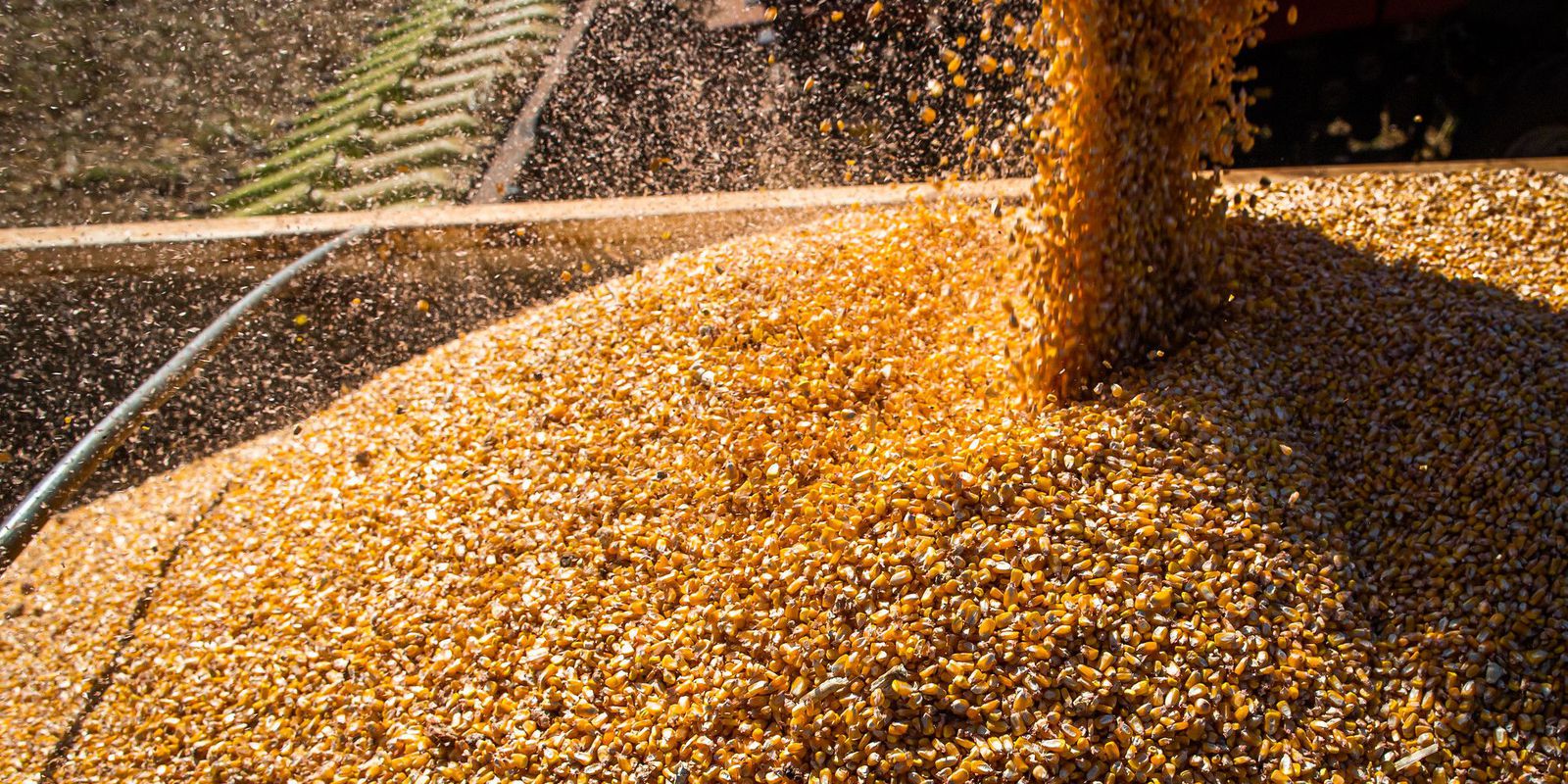 Com queda na produtividade média, safra de grãos deve ser menor – finanças brasil