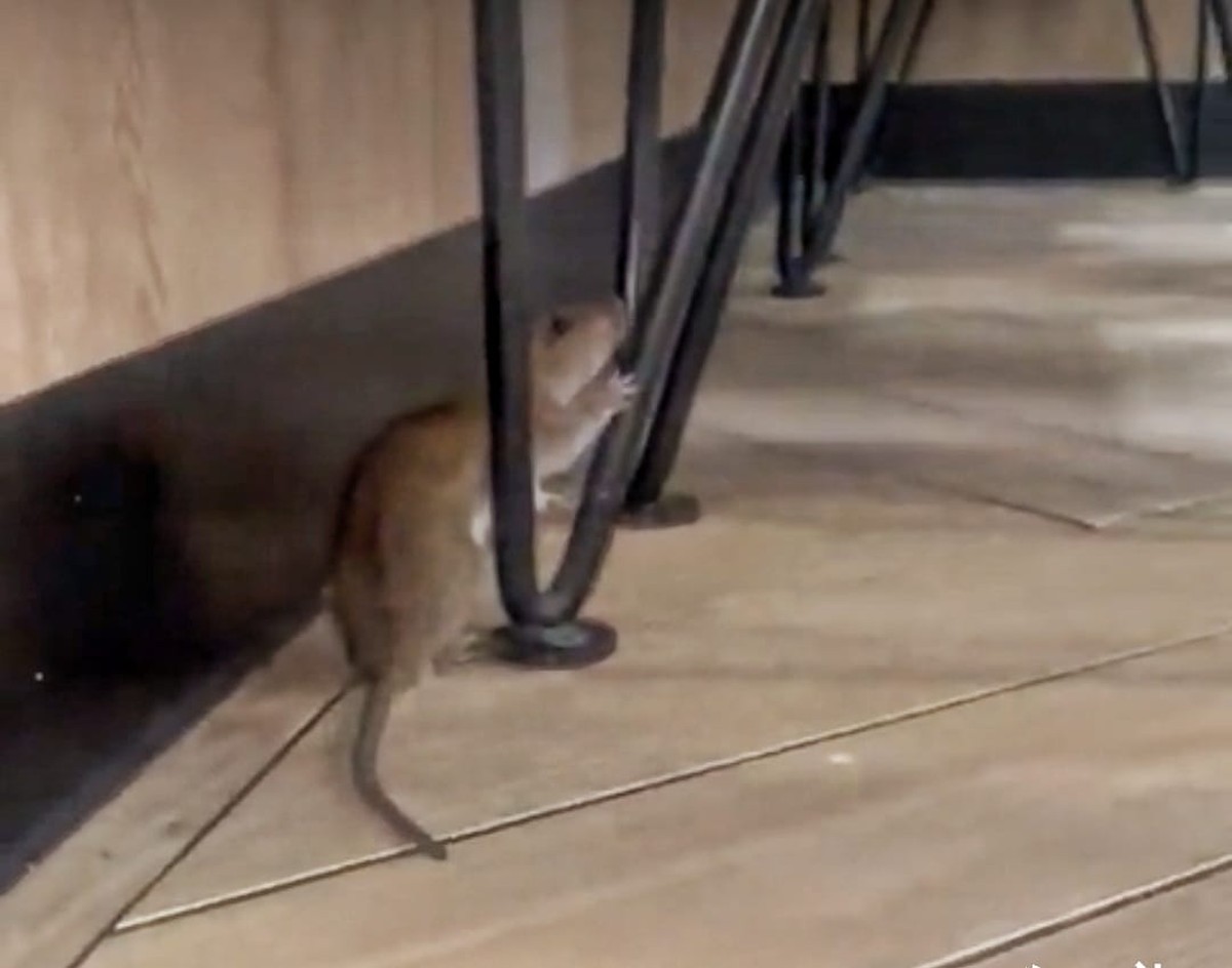 Cliente encontra rato gigante em McDonald’s de Londres; veja vídeo | Franquias