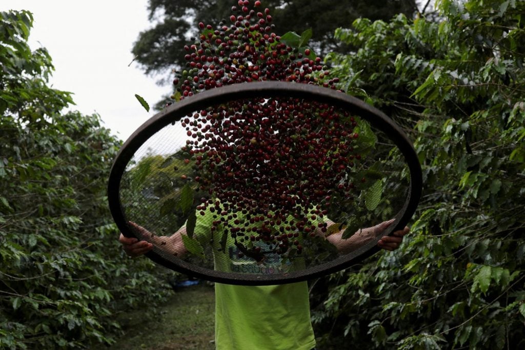 Colômbia pode produzir até 12 mi sacas de café este ano
